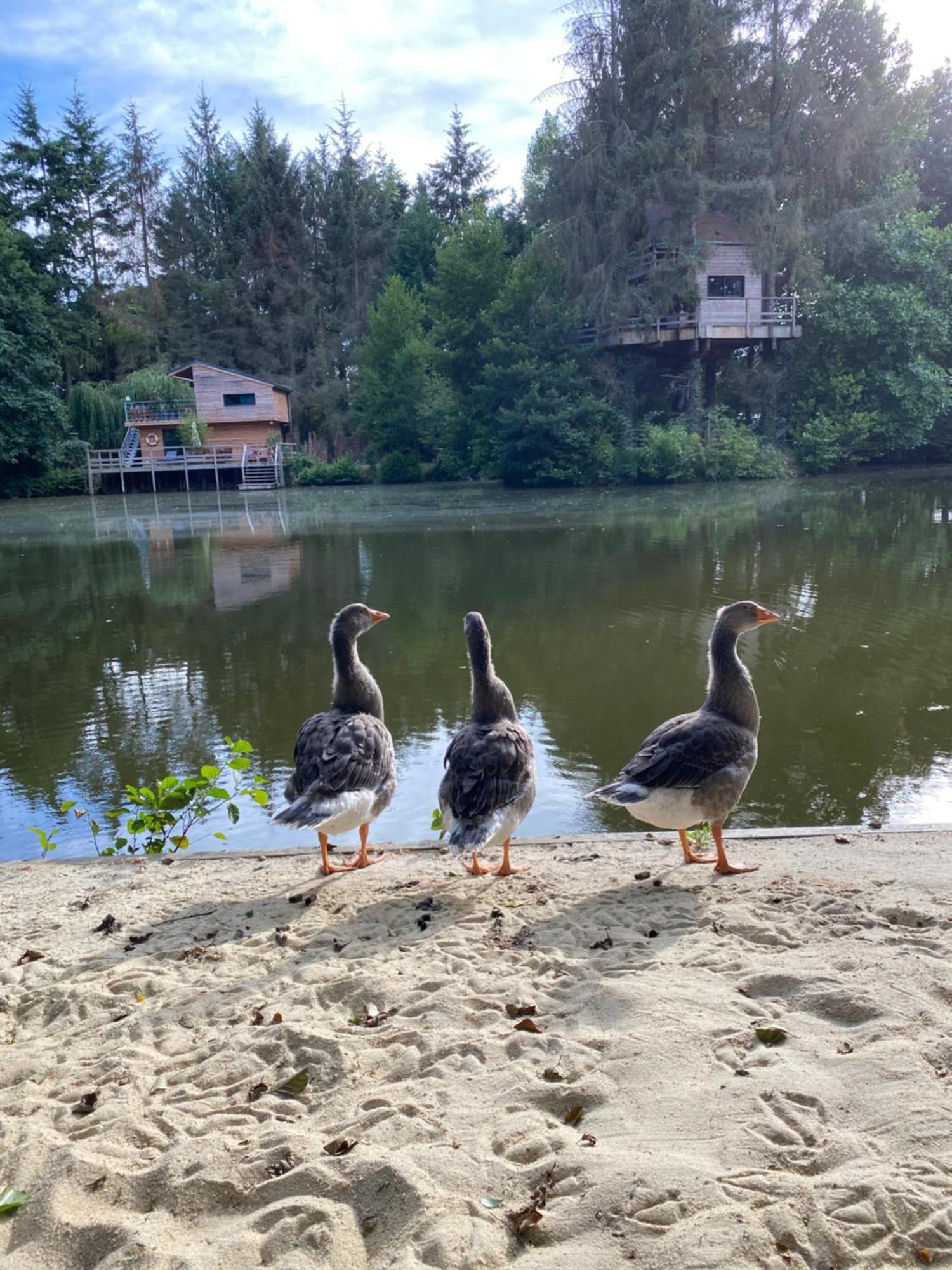 Les Cabanes De Koad'Dour - Sejour Spa Dans Les Arbres Les Portes du Coglais Zewnętrze zdjęcie